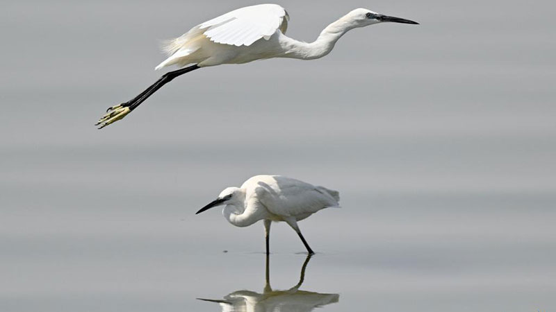 Egrets seen at beach in Capital Governorate, Kuwait