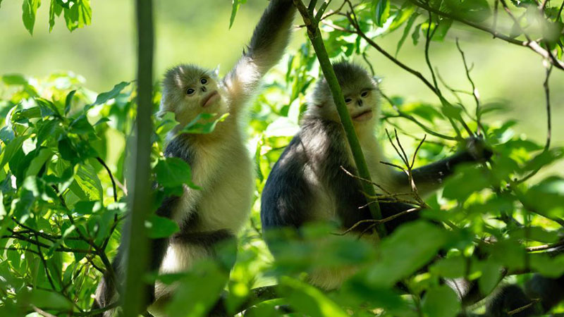 Number of Yunnan golden hair monkeys rises