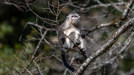 Number of Yunnan golden hair monkeys rises
