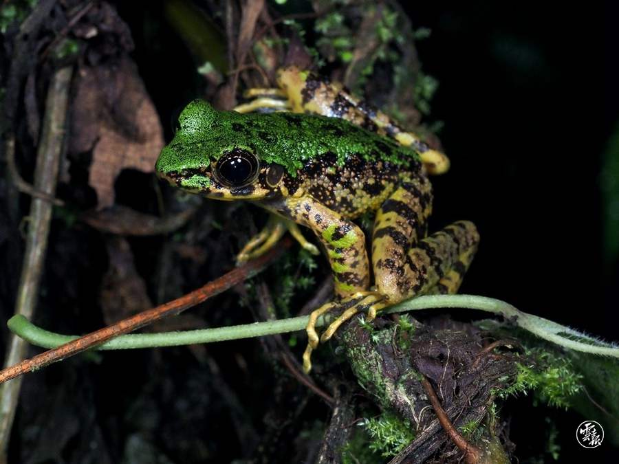 Yunnan makes continuous strides towards the protection of biodiversity