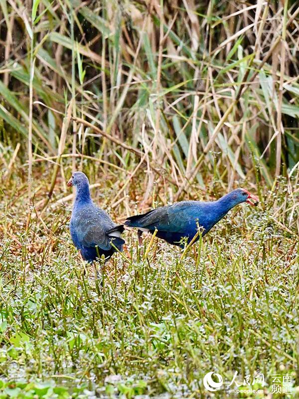 Photo shows purple swamphens in the Dianchi Lake basin in Kunming, capital of southwest China’s Yunnan province. (Photo/Wei Ming)
