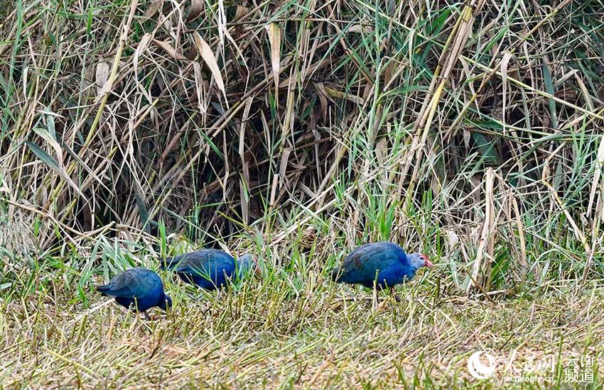 Flock of purple swamphens sighted in SW China’s Yunnan