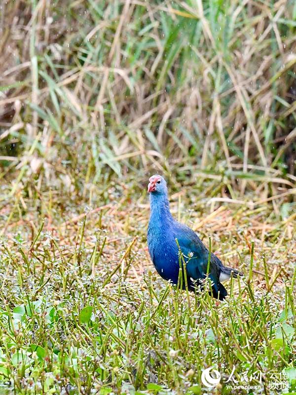 Flock of purple swamphens sighted in SW China’s Yunnan
