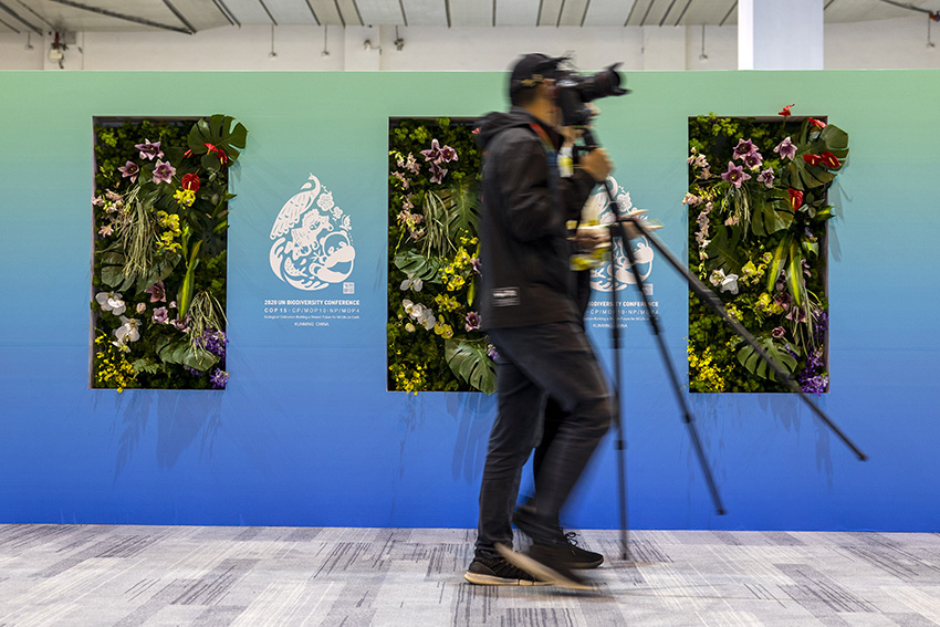 In pics: Kunming ready to welcome guests for biodiversity conservation meeting