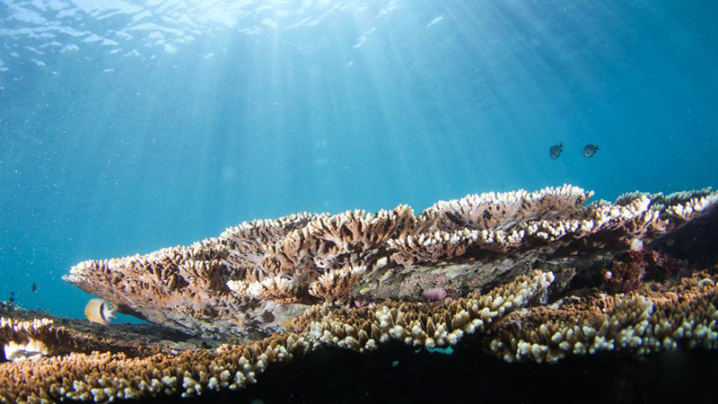 Improvement of underwater ecosystem in Fenjiezhou Island in Hainan attracts more marine creatures