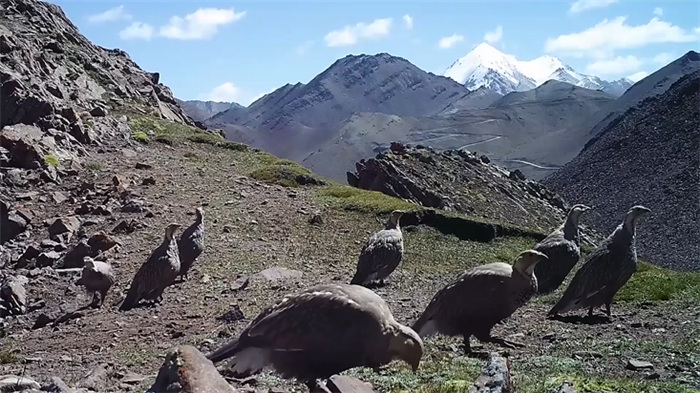 Photo shows Himalayan snowcocks in the Qilian Mountain National Park in northwest China’s Qinghai province. (Photo courtesy of the management bureau of the Qilian Mountain National Park)