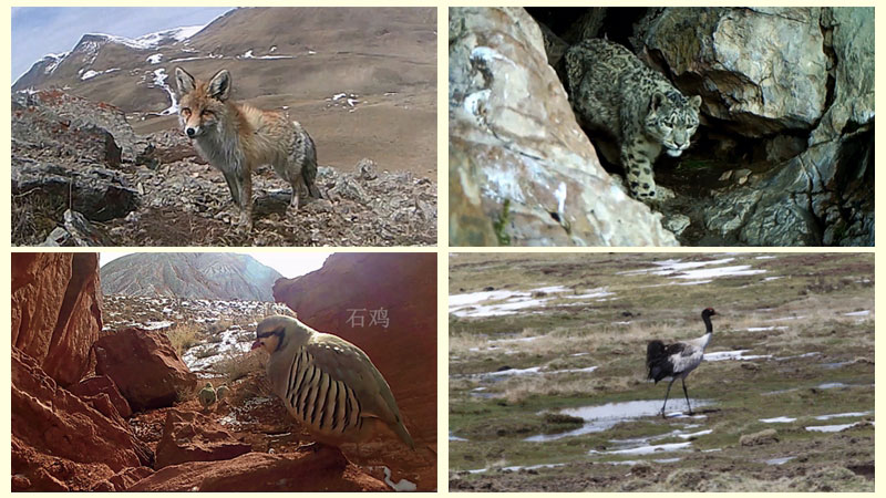 China’s Qilian Mountain National Park: home to a wide variety of rare wild animals