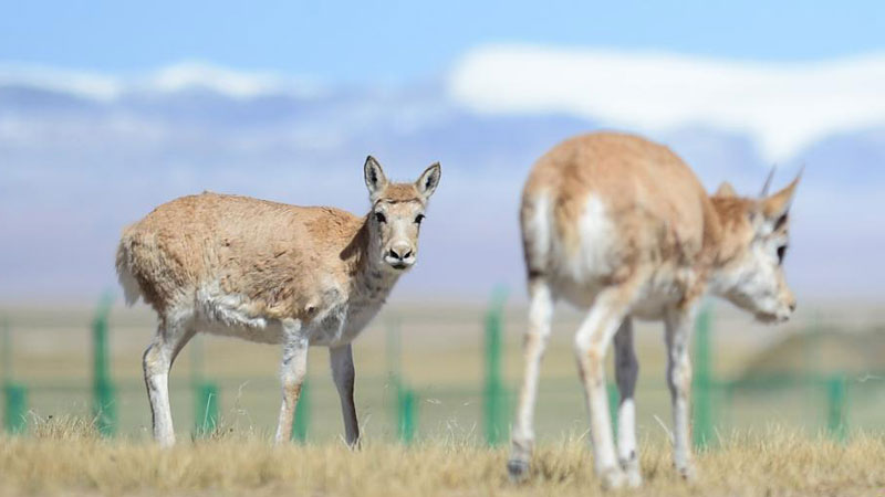 Baby Tibetan antelopes and their "babysitters" in Hoh Xil