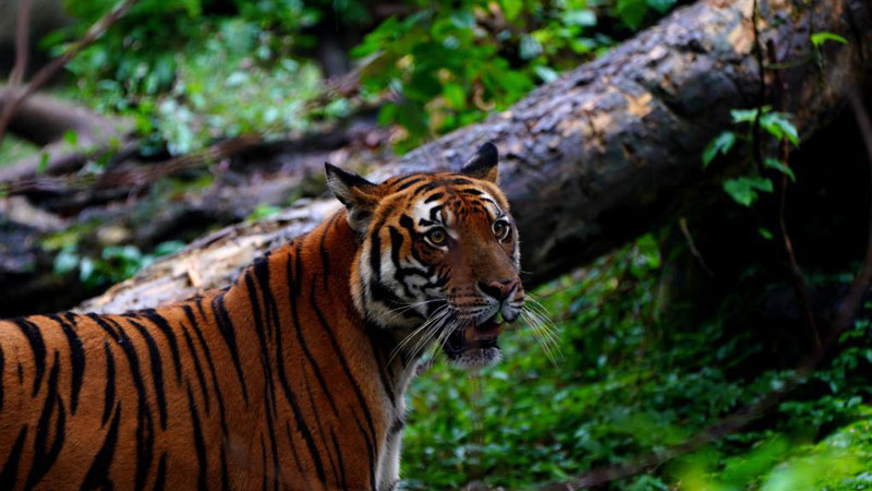 South China tigers treated and bred scientifically at Shanghai Zoo