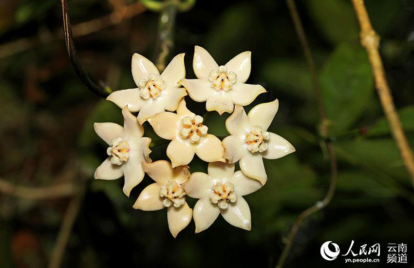 Visit Longling Xiaoheishan Provincial Nature Reserve where 11 Hoya species are found