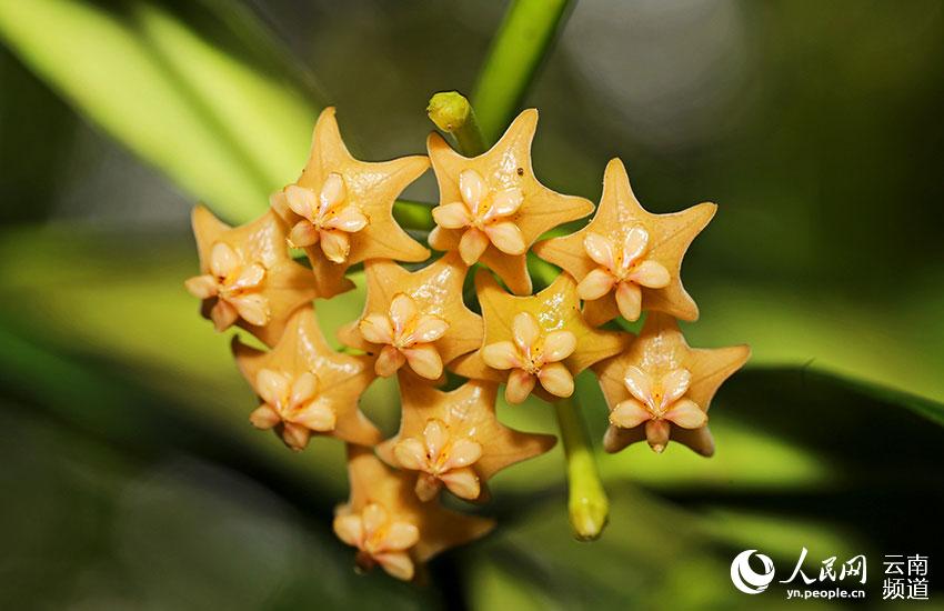 Visit Longling Xiaoheishan Provincial Nature Reserve where 11 Hoya species are found