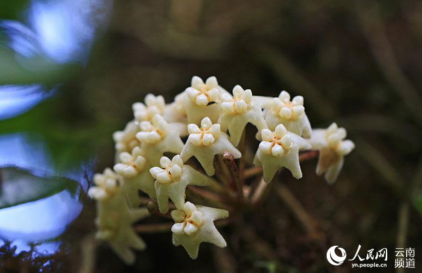 Visit Longling Xiaoheishan Provincial Nature Reserve where 11 Hoya species are found