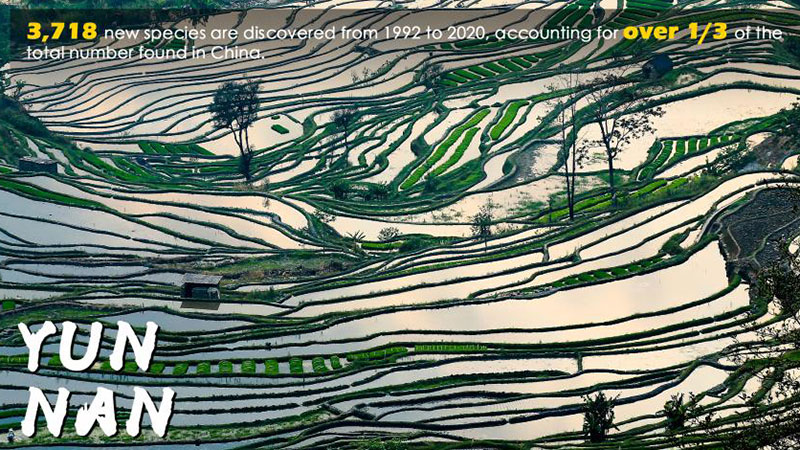 COP15: Why is it held in Yunnan Province?