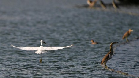 In pics: birds over Nanhu Lake in Nanning, Guangxi
