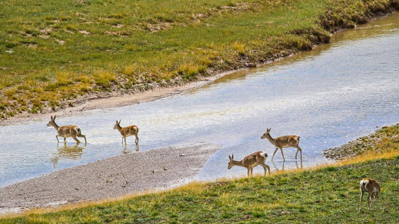 Ecological system steadily improves in Sanjiangyuan National Park, NW China