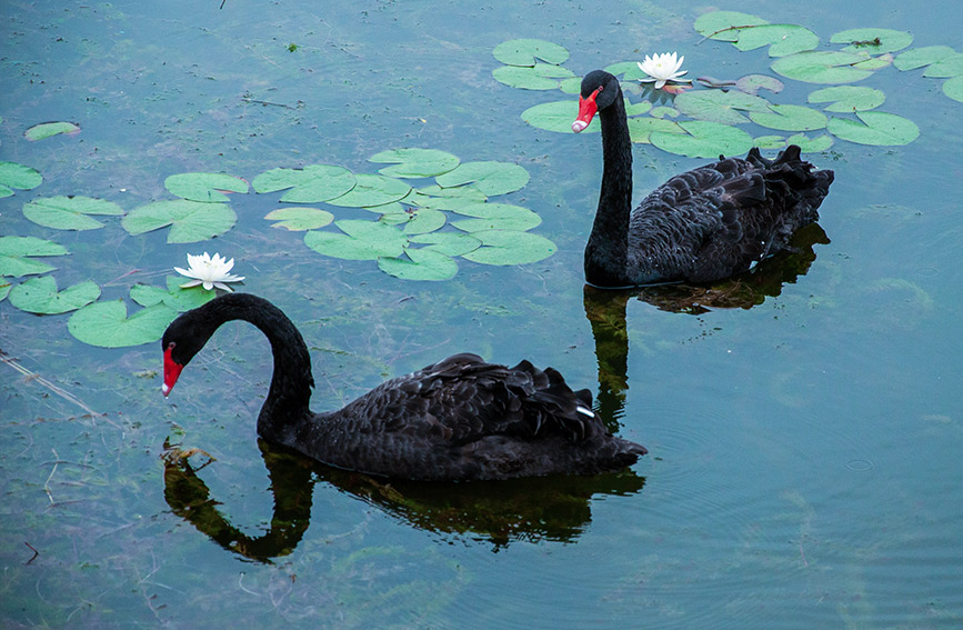 Tianta Lake scenic area in N China’s Tianjin introduces ornamental birds