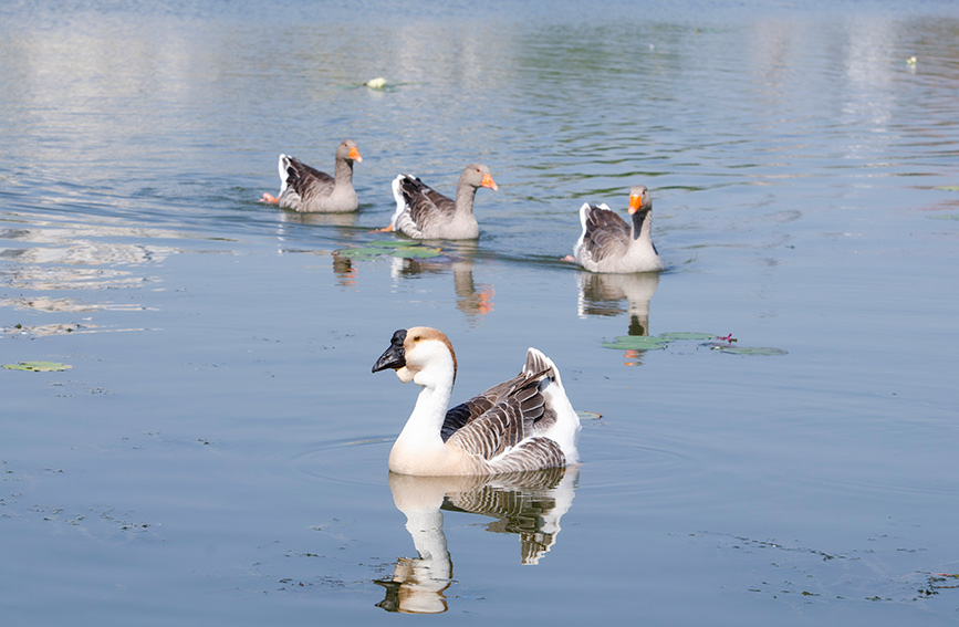 Tianta Lake scenic area in N China’s Tianjin introduces ornamental birds