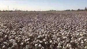 Technologies empower Xinjiang's cotton harvest