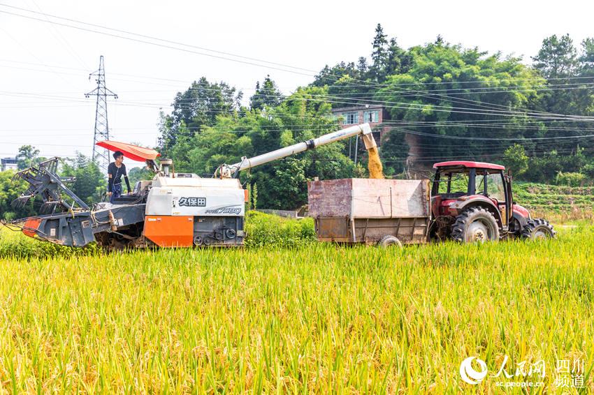 SW China's Luzhou sees bumper rice harvest