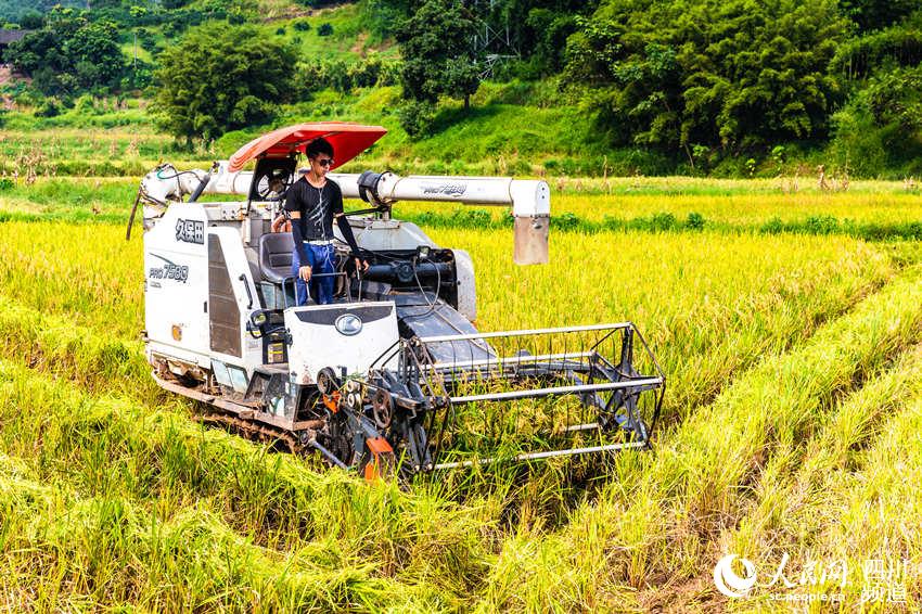 SW China's Luzhou sees bumper rice harvest
