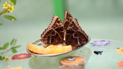 Exhibition about butterflies opens in Jerusalem