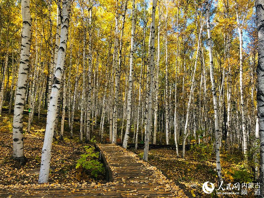 Dreamlike autumn scenery in Arxan, N China’s Inner Mongolia
