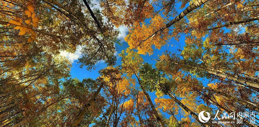 Dreamlike autumn scenery in Arxan, N China’s Inner Mongolia
