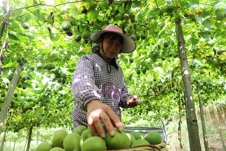 Villagers in S China's Guangxi merrily harvest Luohanguo