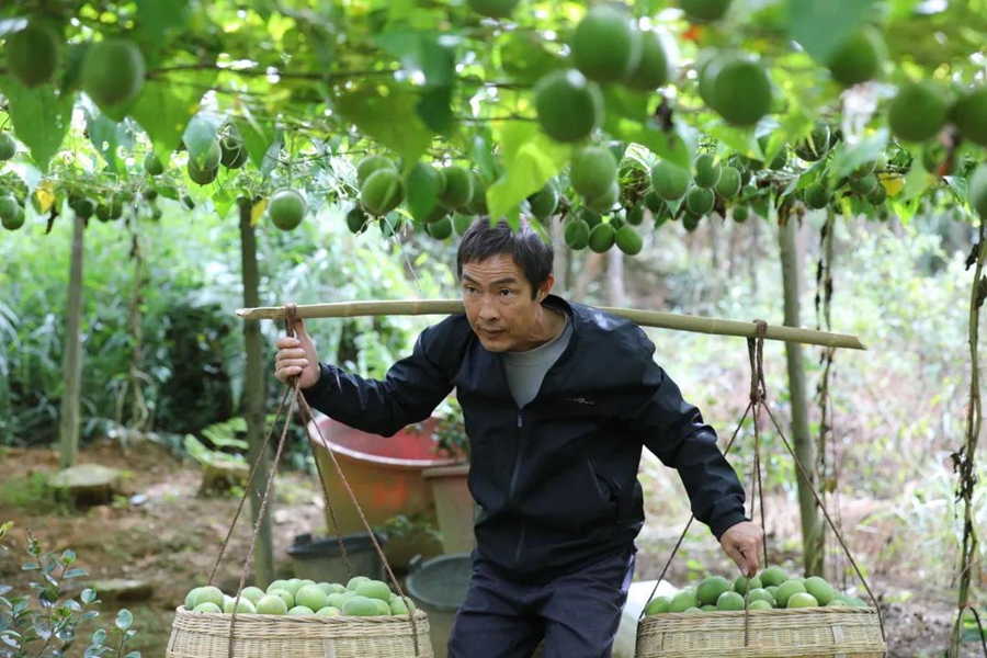 Villagers in S China's Guangxi merrily harvest Luohanguo