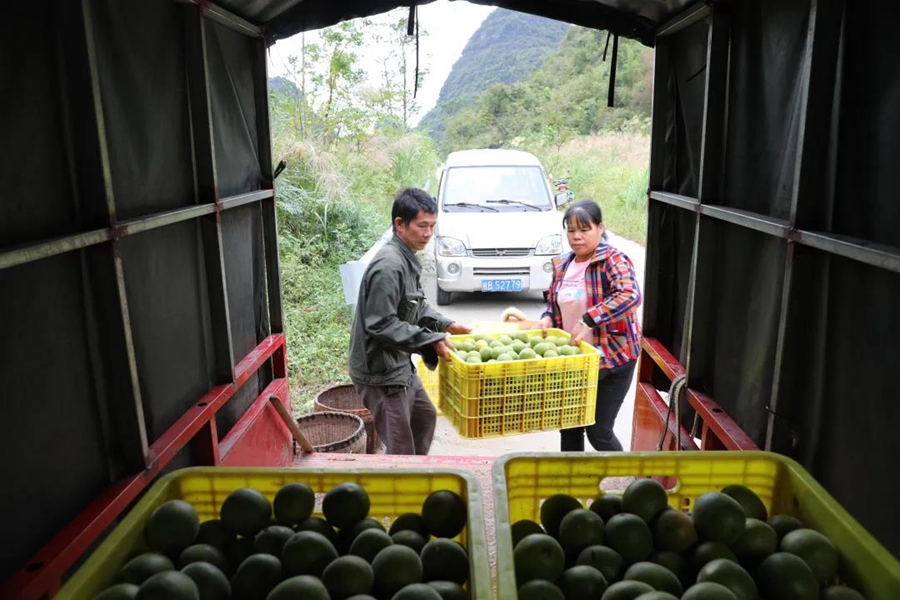 Villagers in S China's Guangxi merrily harvest Luohanguo