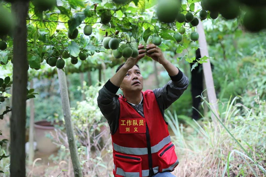 Villagers in S China's Guangxi merrily harvest Luohanguo