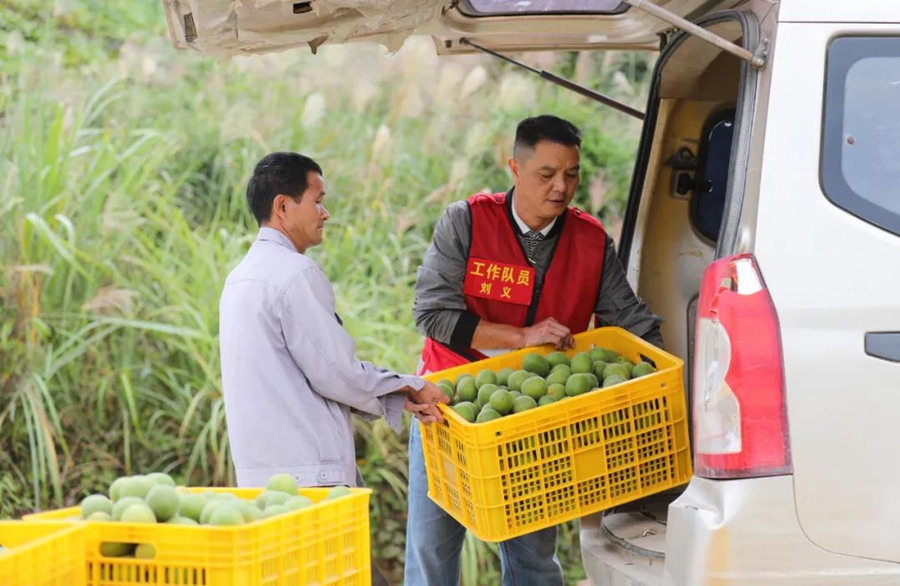 Villagers in S China's Guangxi merrily harvest Luohanguo