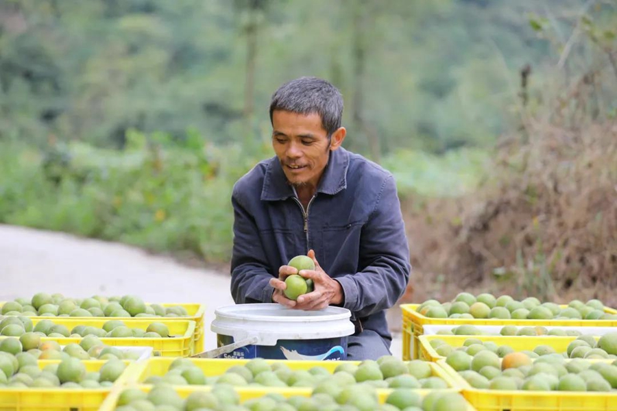 Villagers in S China's Guangxi merrily harvest Luohanguo