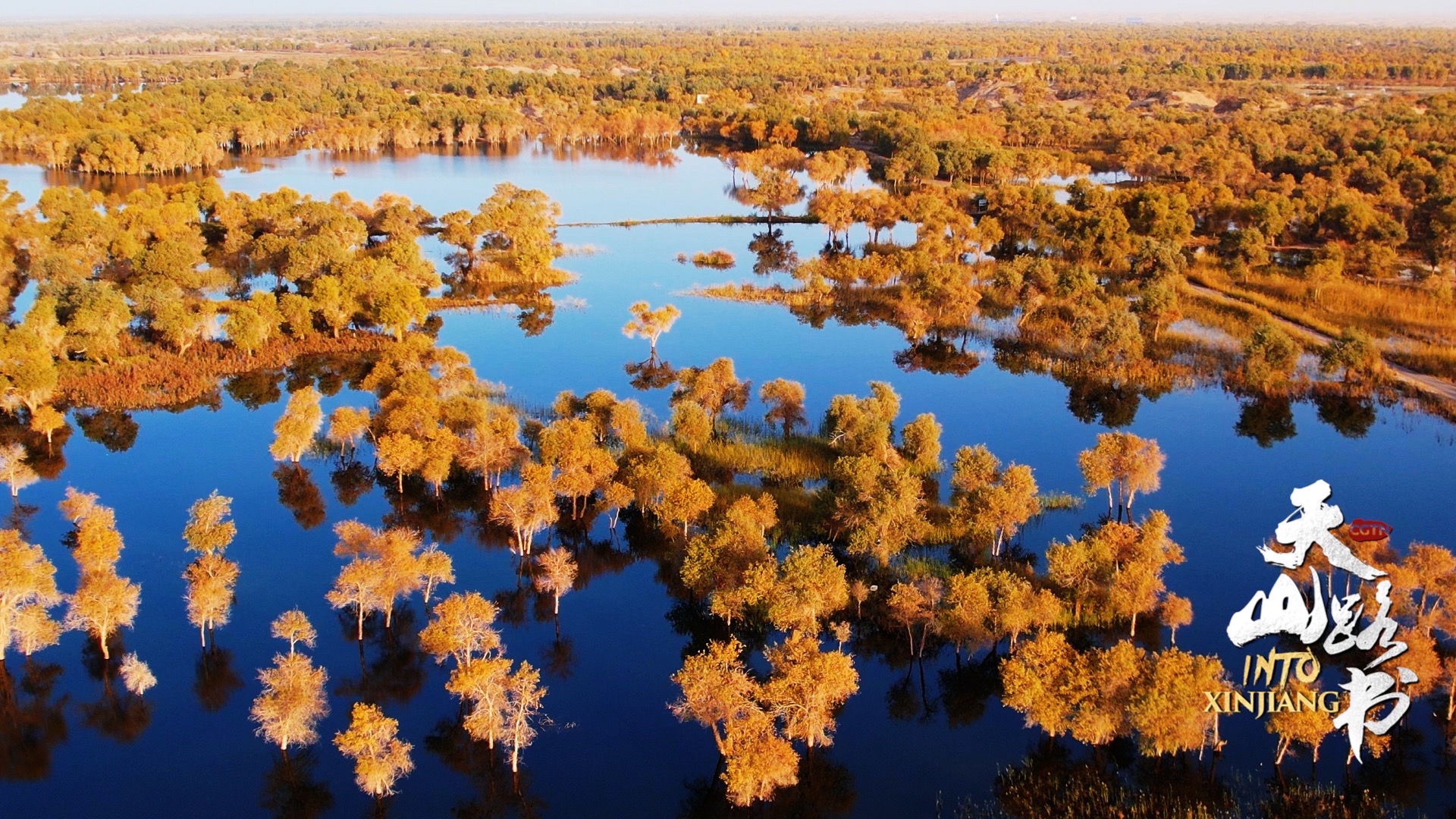 Explore Xinjiang's golden oasis of poplar trees