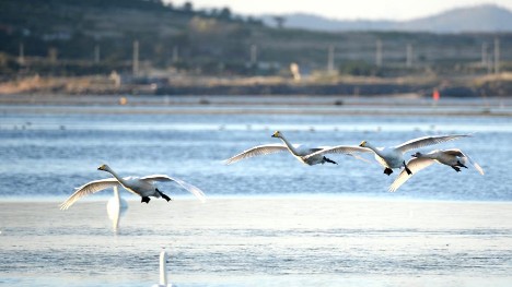 Whooper swans migrate to nature reserve in Shandong for winter