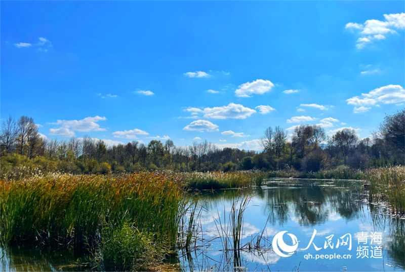 In pics: picturesque autumn scenery along Yellow River in NW China’s Qinghai