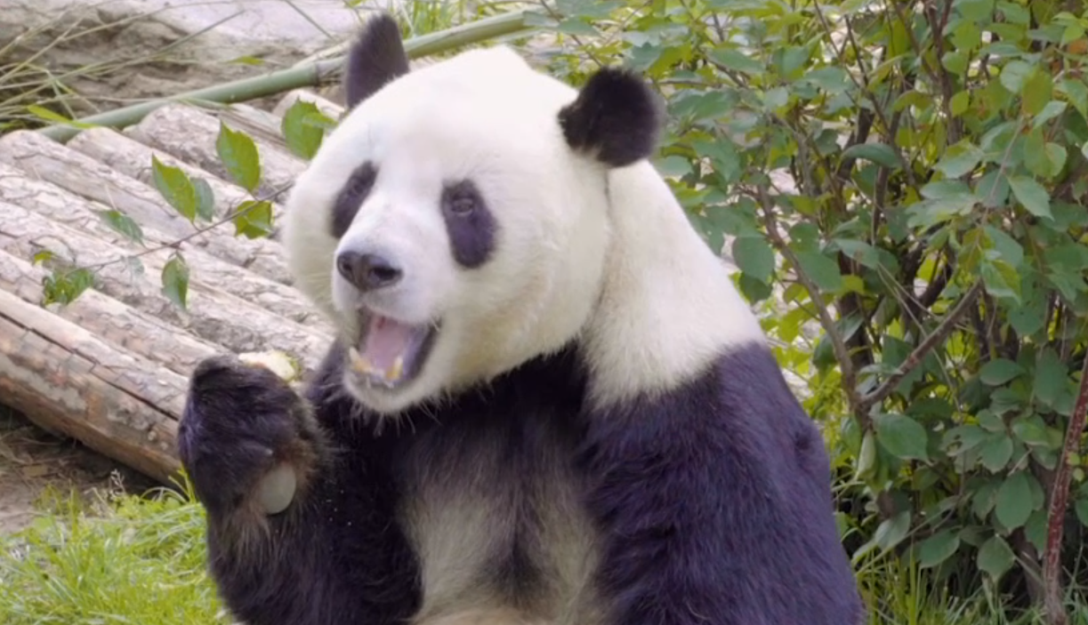 New heights for giant pandas at Qinghai-Tibet Plateau