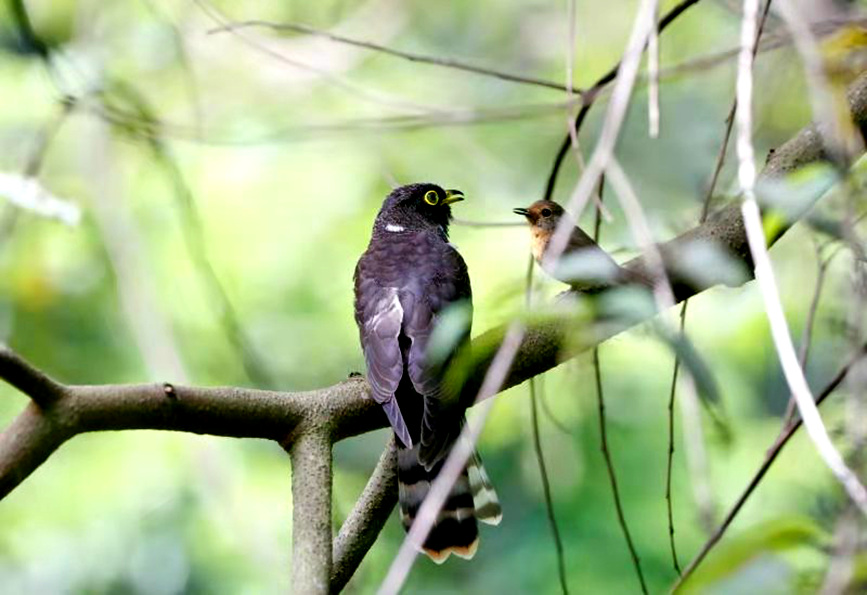 Arrival of migratory birds turns China's Hainan into 