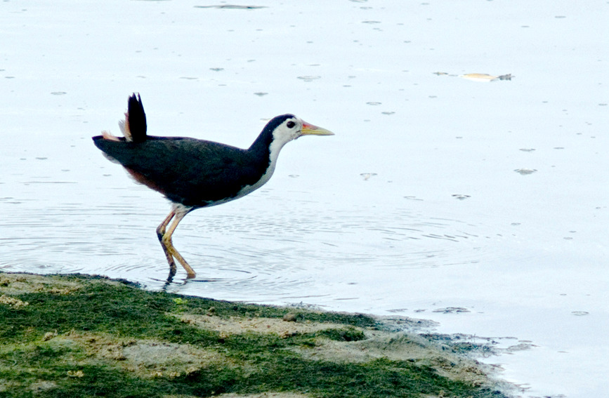 Arrival of migratory birds turns China's Hainan into 