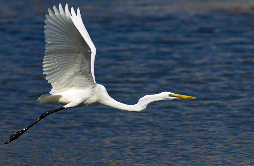 Arrival of migratory birds turns China's Hainan into 