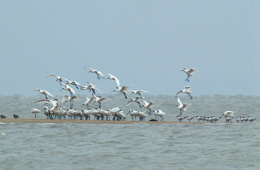 Arrival of migratory birds turns China's Hainan into 