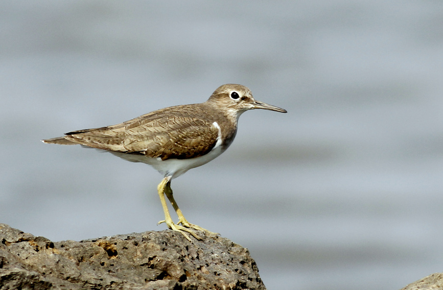 Arrival of migratory birds turns China's Hainan into 