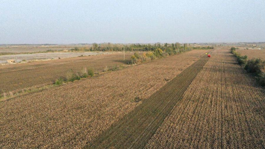 Colored cotton blooming in Xinjiang with cotton-picking entirely done by machinery