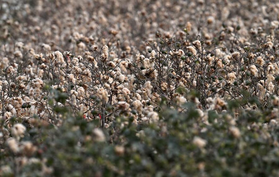 Colored cotton blooming in Xinjiang with cotton-picking entirely done by machinery