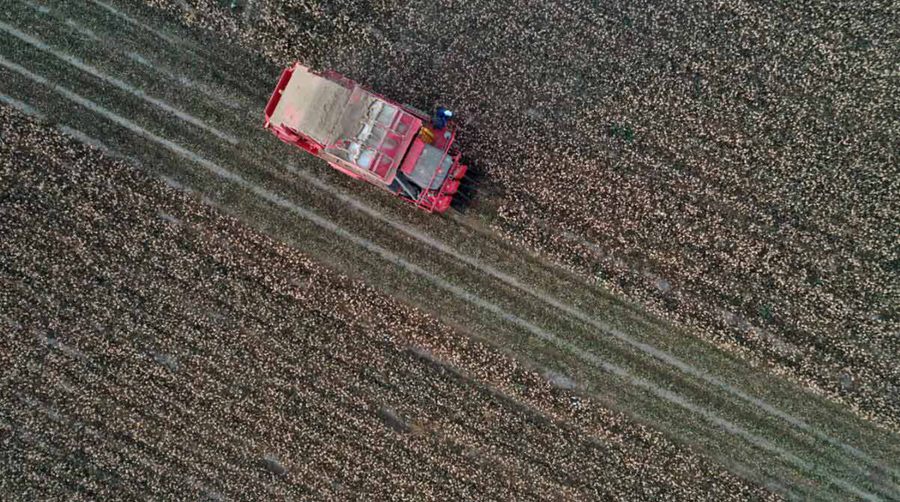 Colored cotton blooming in Xinjiang with cotton-picking entirely done by machinery