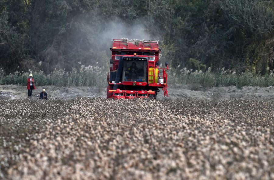 Colored cotton blooming in Xinjiang with cotton-picking entirely done by machinery