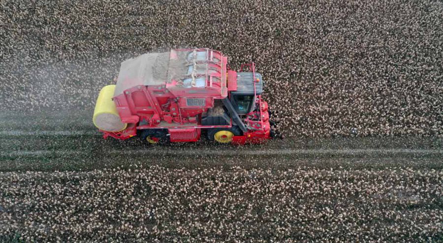 Colored cotton blooming in Xinjiang with cotton-picking entirely done by machinery