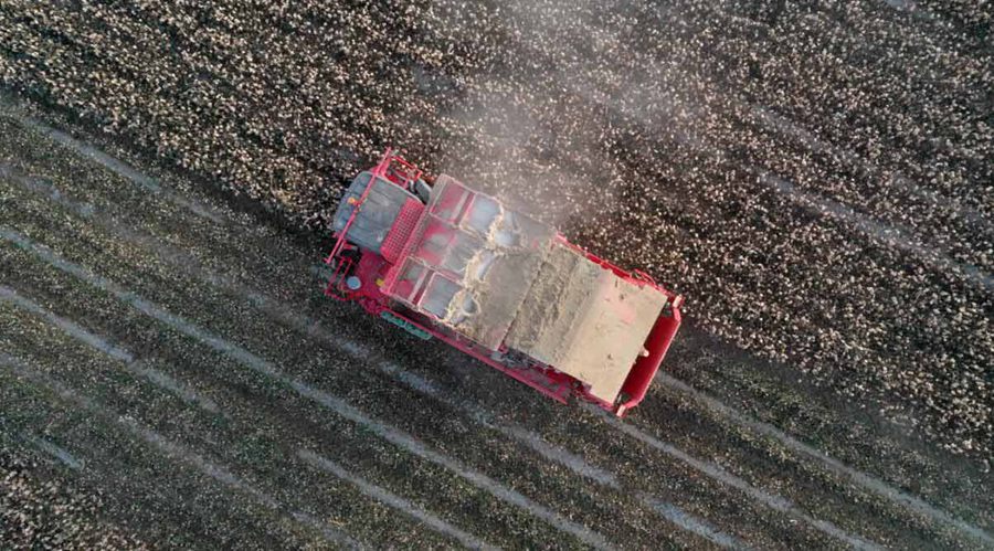 Colored cotton blooming in Xinjiang with cotton-picking entirely done by machinery