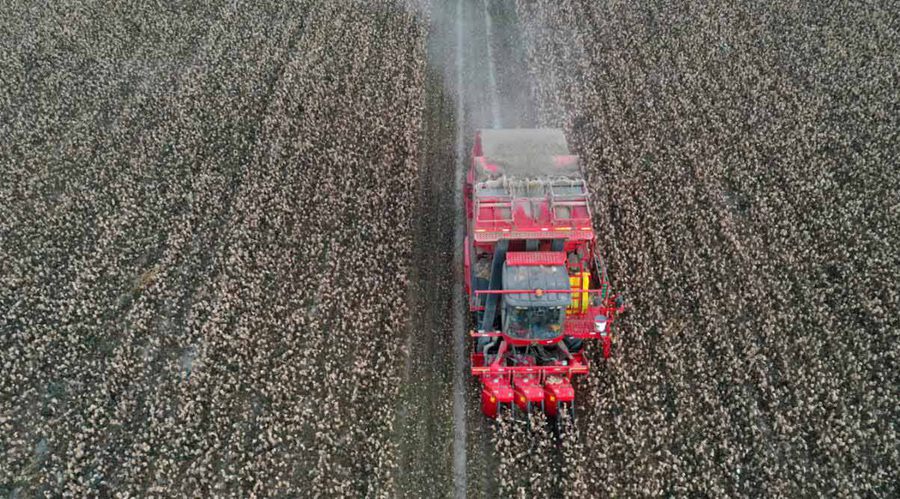 Colored cotton blooming in Xinjiang with cotton-picking entirely done by machinery