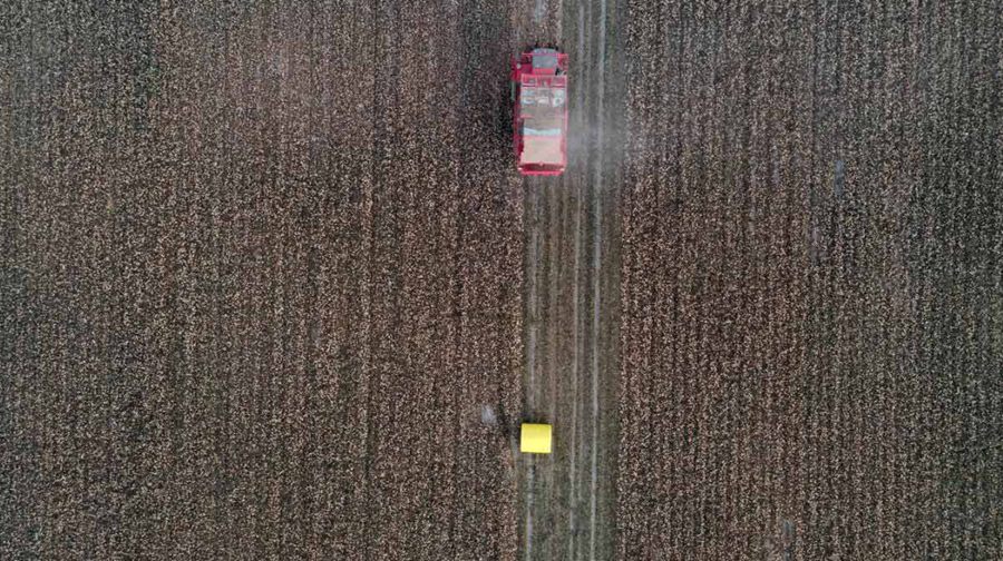 Colored cotton blooming in Xinjiang with cotton-picking entirely done by machinery